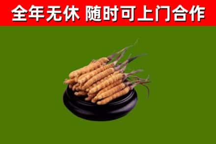 温州市烟酒回收冬虫夏草.jpg